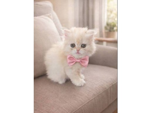 2 AYLIK DİŞİ LONGHAİR YAVRU OYUNCU VE SAĞLIKLI 