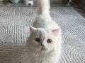 British shorthair yavru 