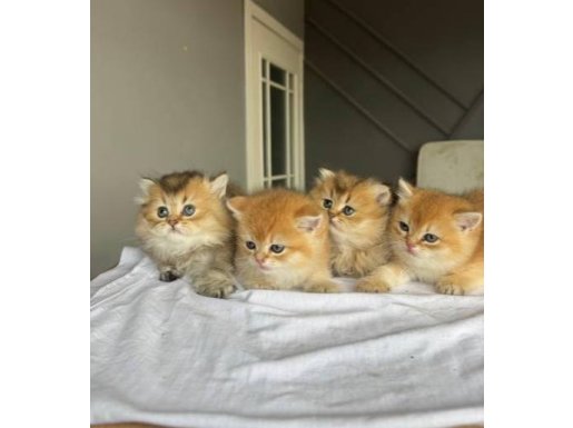 İstanbul Esenyurt Ny11 Ny12 British Shorthair Yavruları