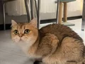 4 adet yetişkin biri hamile 