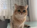 4 adet yetişkin biri hamile 