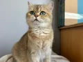 4 adet yetişkin biri hamile 