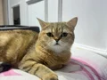 4 adet yetişkin biri hamile 