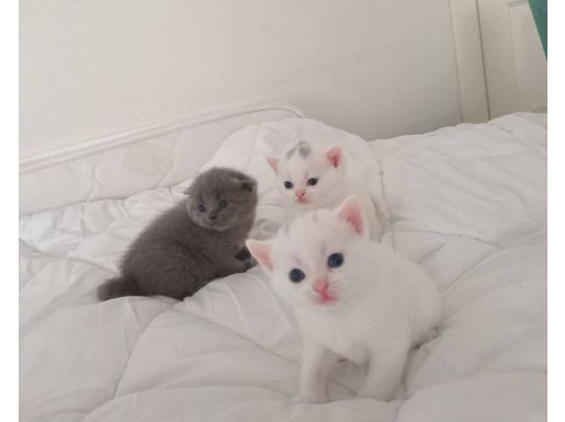 Yaşam Alanınıza Renk Katacak Safkan British Shorthair Yavruları
