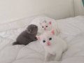 Yaşam Alanınıza Renk Katacak Safkan British Shorthair Yavruları