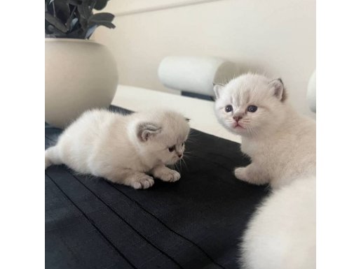 SCR'li Safkan İngiliz Asalet Dişi British Shorthair