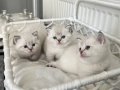 SCR'li Safkan İngiliz Asalet Dişi British Shorthair