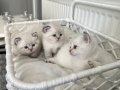 SCR'li Safkan İngiliz Asalet Dişi British Shorthair