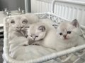 SCR'li Safkan İngiliz Asalet Dişi British Shorthair