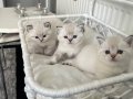 SCR'li Safkan İngiliz Asalet Dişi British Shorthair