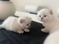 SCR'li Safkan İngiliz Asalet Dişi British Shorthair
