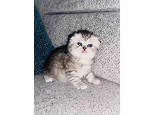 Pamuk gibi SCOTTİSH FOLD yavrularımız yeni ailesini arıyor
