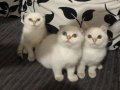 3 Aylık British Longhair Kar Beyazı Yavrular 