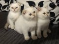 3 Aylık British Longhair Kar Beyazı Yavrular 