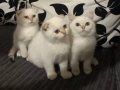 3 Aylık British Longhair Kar Beyazı Yavrular 