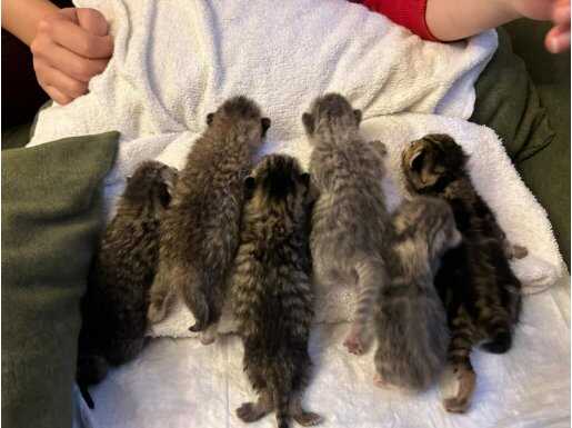 6 tane sütten kesilmemiş yavru british shorthair