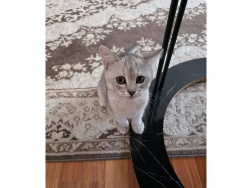 4 aylık aşıları tam british shorthair