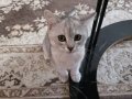 4 aylık aşıları tam british shorthair