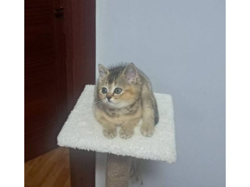 İzmir Karabağlar’da Kendi Kedimin Yavrusu British Golden