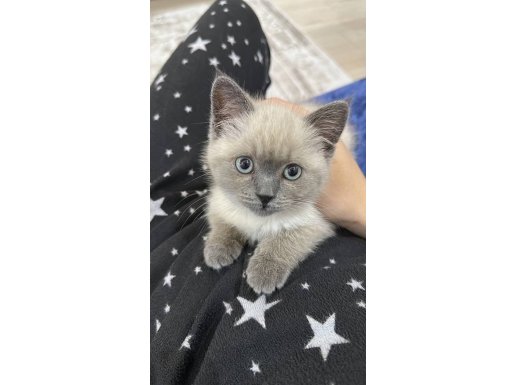BRITISH SHORTHAIR BLUE POİNT