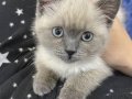BRITISH SHORTHAIR BLUE POİNT
