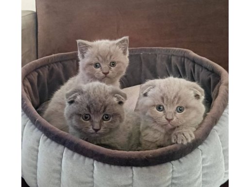 9 Mart Doğumlu Scottish Fold Yavruları 