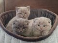 9 Mart Doğumlu Scottish Fold Yavruları 