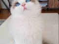 Masmavi Gözlü 9 Aylık Dişi Ragdoll Kedisi 
