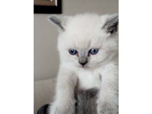 Sağlıklı Scottish Yavrular