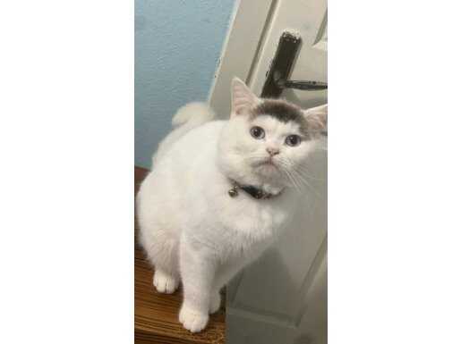 Maskeli Suratlı Uysal British Shorthair İkilisi