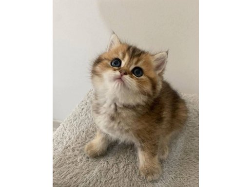 Yavru Golden British Shorthair 