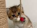 Yavru Golden British Shorthair 