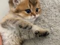 Yavru Golden British Shorthair 
