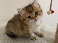 Yavru Golden British Shorthair 