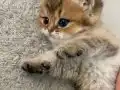 Safkan Yavru Golden British Shorthair 
