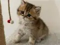 Safkan Yavru Golden British Shorthair 