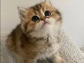 Safkan Yavru Golden British Shorthair 