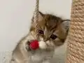 Safkan Yavru Golden British Shorthair 