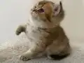 Safkan Yavru Golden British Shorthair 