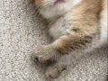 Yavru Golden British Shorthair Kedimiz 