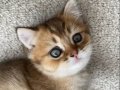 Yavru Golden British Shorthair Kedimiz 