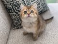 Yavru Golden British Shorthair Kedimiz 