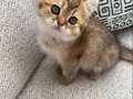 Yavru Golden British Shorthair Kedimiz 