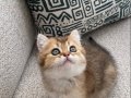 Yavru Golden British Shorthair Kedimiz 