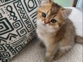 Yavru Golden British Shorthair Kedimiz 