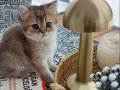 Yavru Golden British Shorthair Kedimiz 