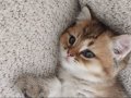 Yavru Golden British Shorthair Kedimiz 