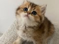 Yavru Golden British Shorthair 