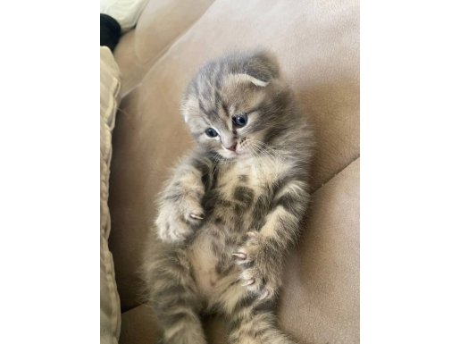 Sevgi Dolu Bir Yuva Arıyorum 