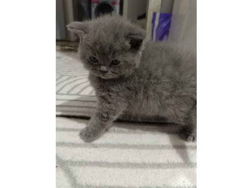 British Shorthair